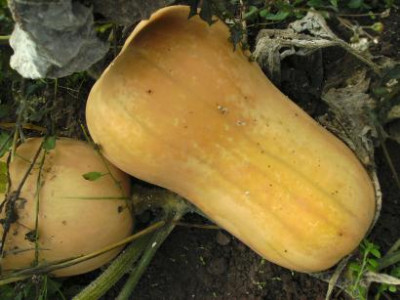 Kurbiserfroren2.jpg