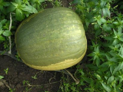 Kurbiserfroren3.jpg