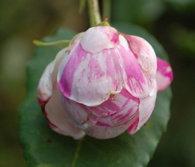 Honorine_de_Brabant_0010__61108.jpg