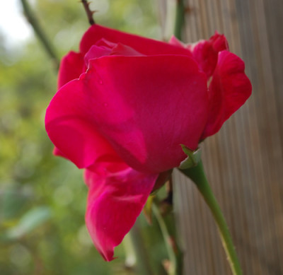 Richmond_Clg_0010__61094.jpg