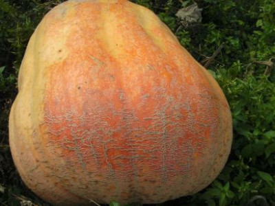 Kurbiserfroren4.jpg