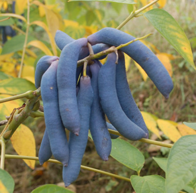 Decaisnea_fargesii_0010__61100.jpg
