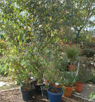 Salbeien_0010__61084.jpg