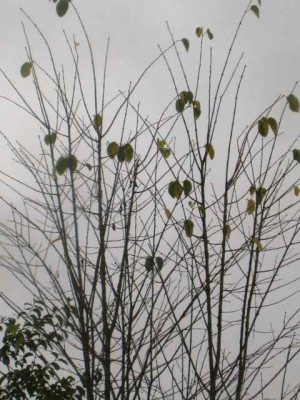 Cercidiphyllum_jap._IMG_4034.jpg