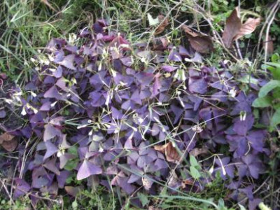 Oxalistriangularis.jpg