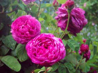 welche_Rose-.jpg