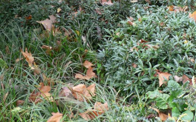 Sarcococca1_klein.jpg