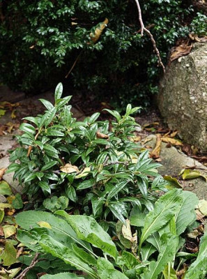 sarcococca-bux_hesperis_2009-10.jpg
