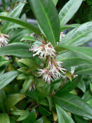 Sarcococca_klein.jpg