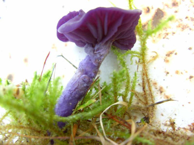 pilz_005-1_Desktop_Auflosung.jpg