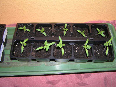 tomatenpfl.jpg