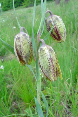 Fritillaria_unbekannt_Po.jpg