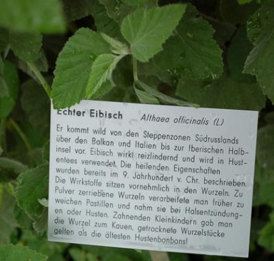Althaea_officinalis__53331_92.jpg