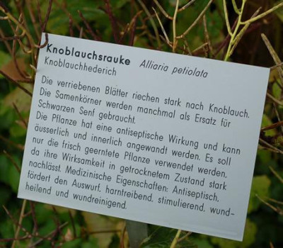 Alliaria_petiolata__53344_89.jpg