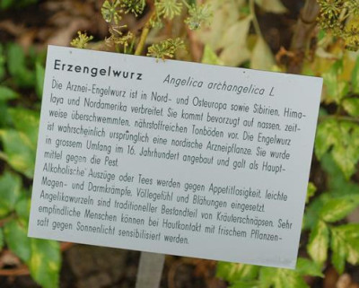 Angelica_archangelica__53329_89.jpg