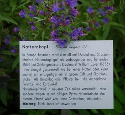 Echium_vulgare__53342_92.jpg