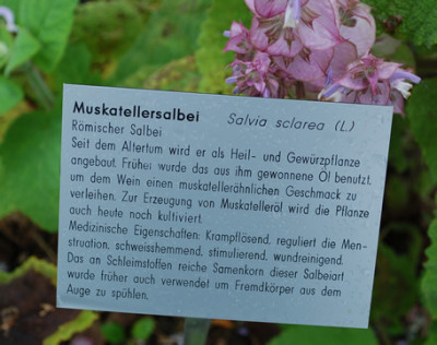 Salvia_sclarea__53347_92.jpg