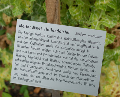 Silybum_marianum__53327_89.jpg