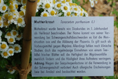 Tanacetum_parthenium__53351_89.jpg
