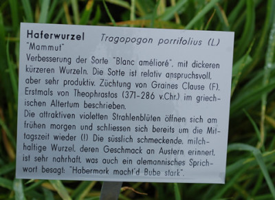 Tragopogon_porrifolius__53354_92.jpg