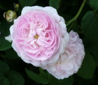 Duchesse_de_Montebello-2.jpg