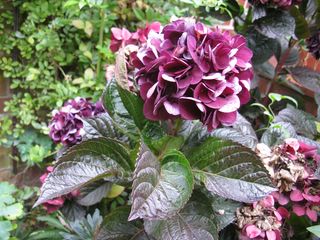 H_macr_MerveilleSanguineIMG_2141_320x200.JPG