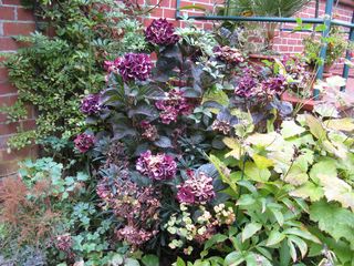 H_macr_M_Sanguine_ganzIMG_2139_320x200.JPG