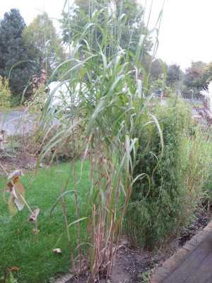 Miscanthus_Fargesia.jpg