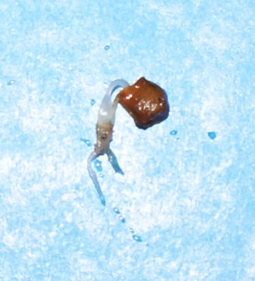 martXbell-2009-10-17.jpg