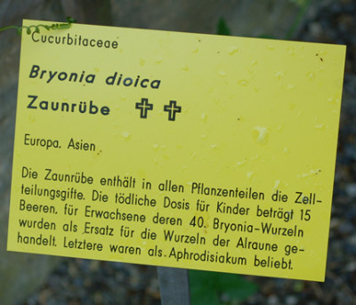 Bryonia_dioica__53374_95.jpg