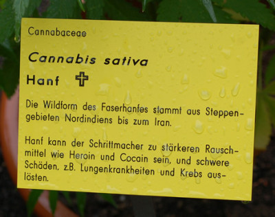Cannabis_sativa__53356_92.jpg
