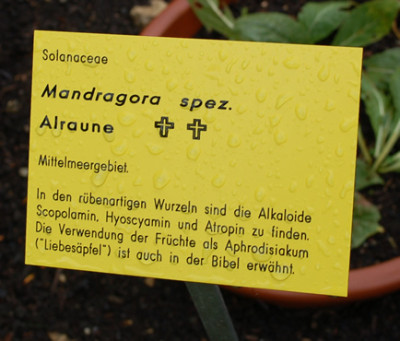 Mandragora_spez.__53416_95.jpg