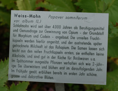 Papaver_somniferum_var._album__53286_95.jpg