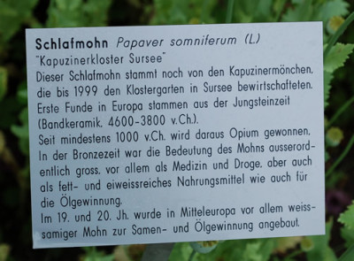 Papaver_somniferum_Kapuzinerkloster_Sursee__53289_88.jpg