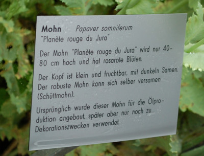 Papaver_somniferum_Planete_rouge_du_Jura__53299_92.jpg