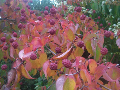 Cornus-kousa-chin_web.jpg