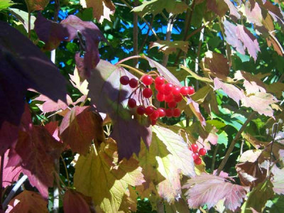 viburnum_opulus01_web.jpg