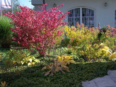 HF-EuonymusStauden_web.jpg