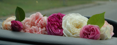 Rosenduft_ganz_nah_0010__59658.jpg