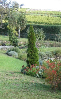 Thuja.jpg