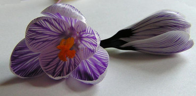 Crocus_Pickwick_Portrat.jpg