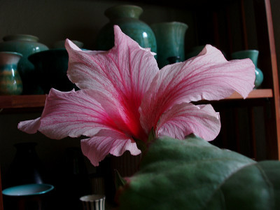 hibiscus_ex_h_zg.jpg