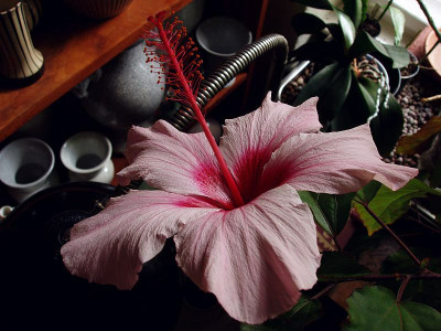 hibiscus_ex_h_zg2.jpg