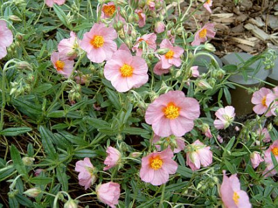 helianthemum_2007-05-18_045.jpg