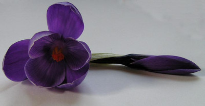 Crocus_Flower_Record_2.jpg