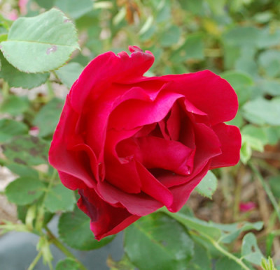 Cuthbert_Grant_0010__59521.jpg