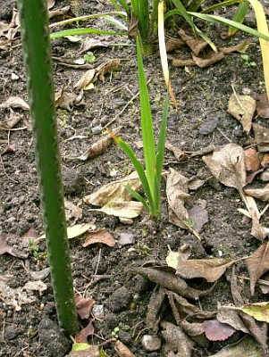 iris_foetidissima_2009-10-04_155k.jpg
