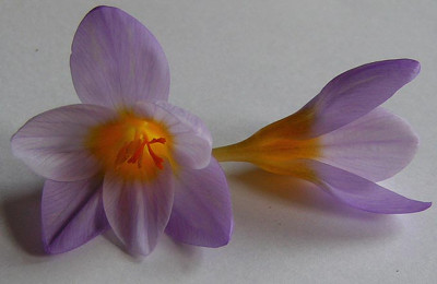 Crocus_sieberi_160305.jpg