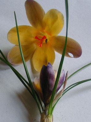 Crocus_Advance_Portrat.jpg