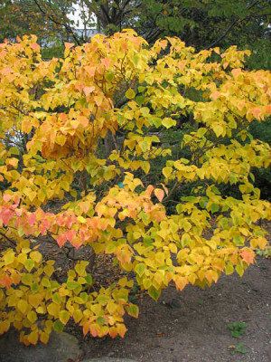 lindera_obtusifolia_kl.jpg